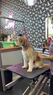 Shampooch Pet Styles, pet grooming shop in Margarita & Winchester, Temecula, photo 3 of 7