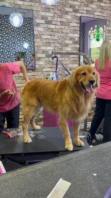 Shampooch Pet Styles, pet grooming shop in Margarita & Winchester, Temecula, photo 5 of 7