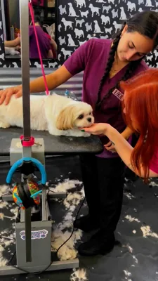 Shampooch Pet Styles, pet grooming shop in Margarita & Winchester, Temecula, photo 7 of 7