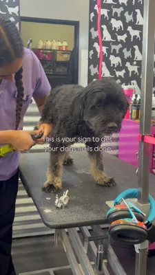 Shampooch Pet Styles, pet grooming shop in Margarita & Winchester, Temecula, photo 4 of 7