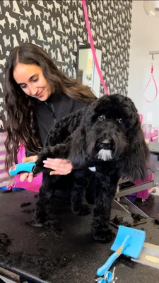 Shampooch Pet Styles, pet grooming shop in Margarita & Winchester, Temecula, photo 2 of 7