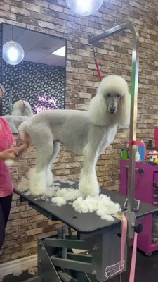 Shampooch Pet Styles, pet grooming shop in Margarita & Winchester, Temecula, photo 6 of 7