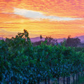 Exploring the Delicious Wines of Temecula