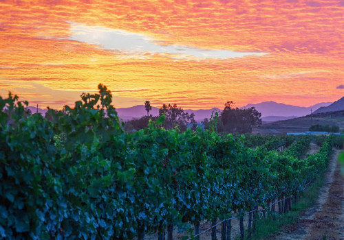 What Makes Temecula Valley Wines So Special?